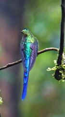 Violet-tailed Sylph (Aglaiocercus colestris) perched on a twig in Mindo, Ecuador