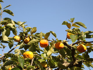 秋晴れと色づいた柿