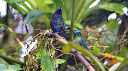 Violet-tailed Sylph (Aglaiocercus colestris) in Mindo, Ecuador