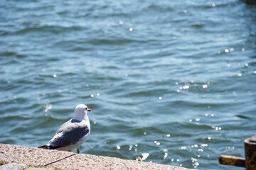 向こう側を見つめるカモメ