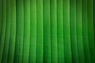Natural banana leaf texture background