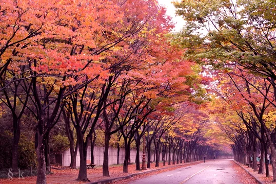 Foto De 길가에는 나무들이 가을의 풍경을 만들고 단풍 색깔이 아름답습니다. Do Stock | Adobe Stock