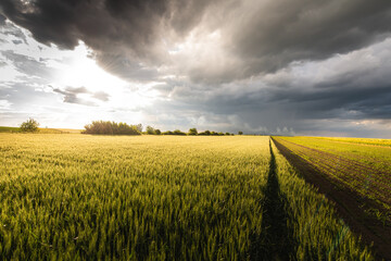 Open wheat field at sunset.