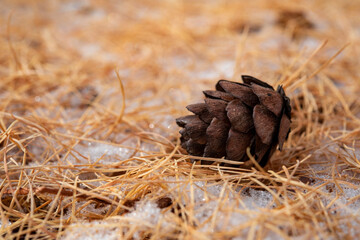 larch cone on yellow needles, autumn yellow background close-up