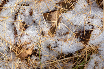 background of yellow larch needles on the snow