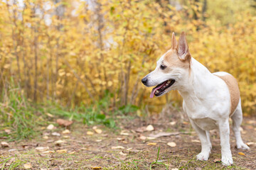 Naklejka na ściany i meble Jack Russell, a small playful dog in nature in autumn