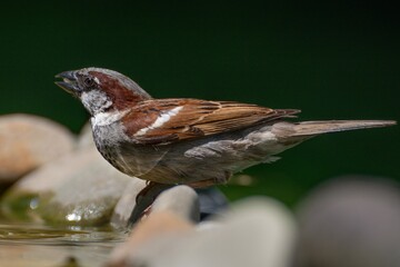 House sparrows,Passer domesticus, male on stones drinks water. Moravia. Europe. 