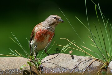 Linnet, Carduelis cannabina, male sitting on stones with grass near water. Moravia. Europe. 