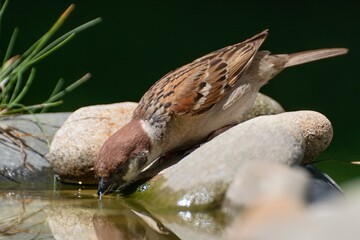 Tree sparrow (Passer montanus) drinks water. Moravia. Europe. 