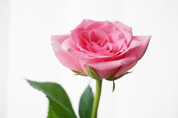 pink rose isolated on white