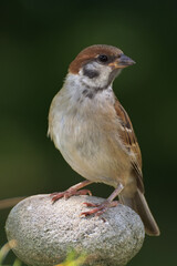Tree sparrow (Passer montanus) on stone. Moravia. Europe. 