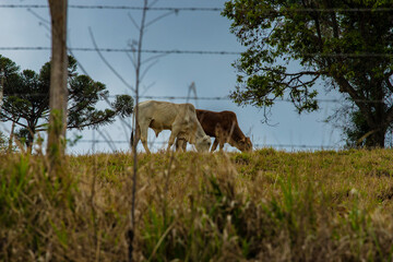 Fotografia de gado brasileiro no pasto, na fazenda, ao ar livre, na região de Minas Gerais. Nelore, Girolando, Gir, Brahman, Angus. imagens de Agronegócio.