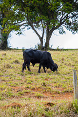 Fotografia de gado brasileiro no pasto, na fazenda, ao ar livre, na região de Minas Gerais....