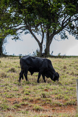 Fotografia de gado brasileiro no pasto, na fazenda, ao ar livre, na região de Minas Gerais. Nelore, Girolando, Gir, Brahman, Angus. imagens de Agronegócio.