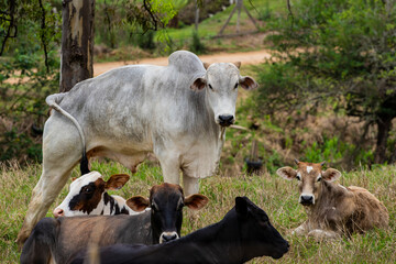 Fotografia de gado brasileiro no pasto, na fazenda, ao ar livre, na regi&atilde;o de Minas Gerais. Nelore, Girolando, Gir, Brahman, Angus. imagens de Agroneg&oacute;cio.
