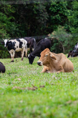 Fotografia de gado brasileiro no pasto, na fazenda, ao ar livre, na região de Minas Gerais. Nelore, Girolando, Gir, Brahman, Angus. imagens de Agronegócio.