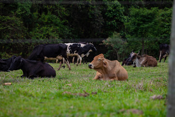 Fotografia de gado brasileiro no pasto, na fazenda, ao ar livre, na região de Minas Gerais....