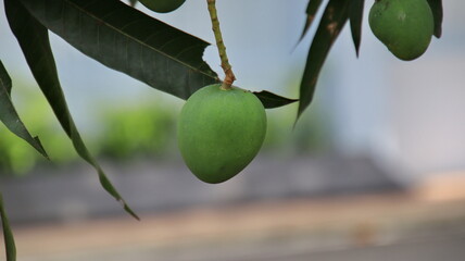 Close up of mango fruit on a mango tree. bunch of mango with blur background. Young mango.