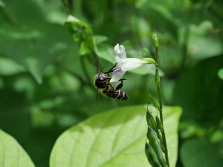 Giant honey bee seeking nectar on white Chinese violet or coromandel or creeping foxglove ( Asystasia gangetica ) blossom in field with natural green background