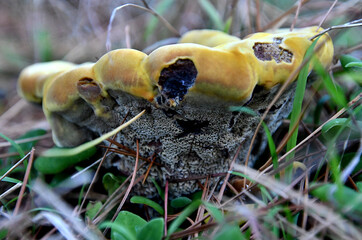Fungi in the Wonthaggi Wetlands Condservation Park in Autumn, mushroom which may also be a toadstool