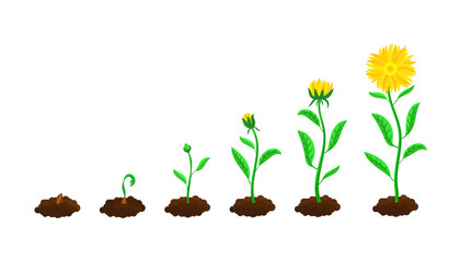 Stages of flower sowing and growing. From soil and seed to green sprout and yellow blossom cartoon vector illustration set. Life cycle, gardening, plant growth concept