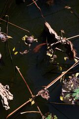 Closeup ruined lotus leaf background