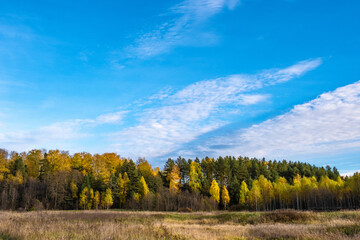 A narrow strip of autumn forest with yellow leaves and a cloudy sky.