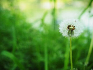 タンポポの綿毛