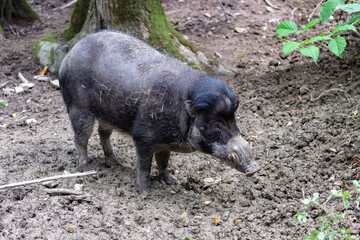 Wild boar in the mud, portrait
