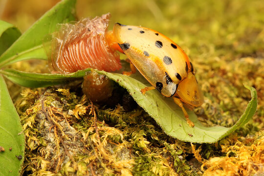 A spotted tortoise beetle is having a moulting process. This insect has the scientific name of the Aspidimorpha miliais. 