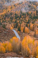 Autumn landscape of the mountains and forest in Kanas, Xinjiang province, China. - obrazy, fototapety, plakaty