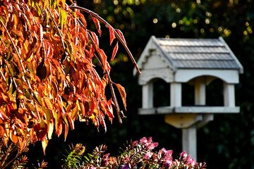 Autumn colour, red leaves at the turn of the season in a garden on the Bass Coast in South Gippsland in Australia.