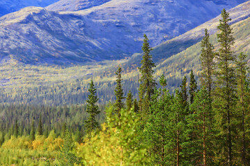 forest in the mountains landscape beautiful green nature summer background forest