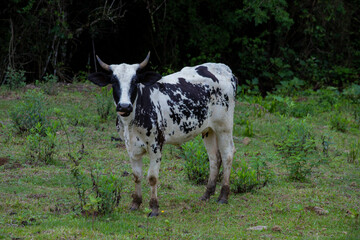 Fotografia de gado brasileiro no pasto, na fazenda, ao ar livre, na regi&atilde;o de Minas Gerais. Nelore, Girolando, Gir, Brahman, Angus. imagens de Agroneg&oacute;cio.