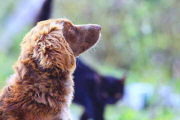 Obraz premium stray dog on the street, chipping, sterilization animal shelter, portrait of mongrel dog