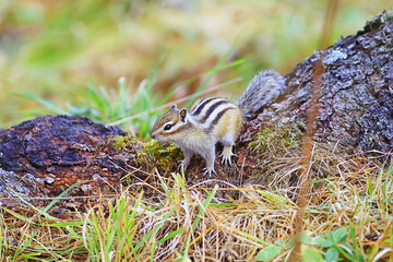 Chipmunk animal in the wild little cute squirrel