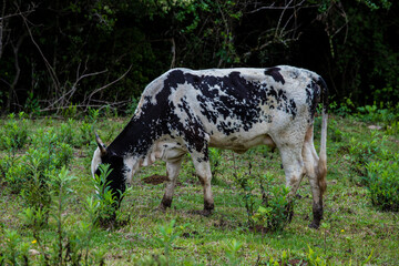 Fotografia de gado brasileiro no pasto, na fazenda, ao ar livre, na região de Minas Gerais. Nelore, Girolando, Gir, Brahman, Angus. imagens de Agronegócio.