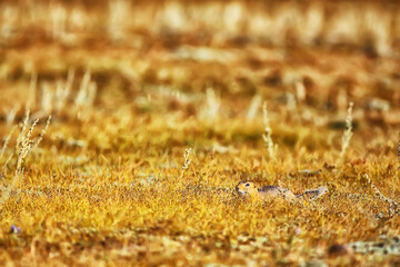 squirrel small wild animal in nature in autumn
