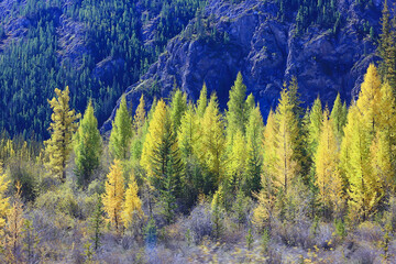 autumn taiga forest landscape, nature view fall in the mountains