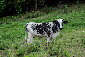 Fotografia de gado brasileiro no pasto, na fazenda, ao ar livre, na região de Minas Gerais. Nelore, Girolando, Gir, Brahman, Angus. imagens de Agronegócio.