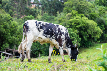 Fotografia de gado brasileiro no pasto, na fazenda, ao ar livre, na região de Minas Gerais....