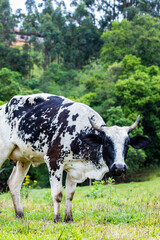Fotografia de gado brasileiro no pasto, na fazenda, ao ar livre, na região de Minas Gerais....