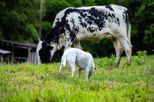 Fotografia de gado brasileiro no pasto, na fazenda, ao ar livre, na região de Minas Gerais. Nelore, Girolando, Gir, Brahman, Angus. imagens de Agronegócio.