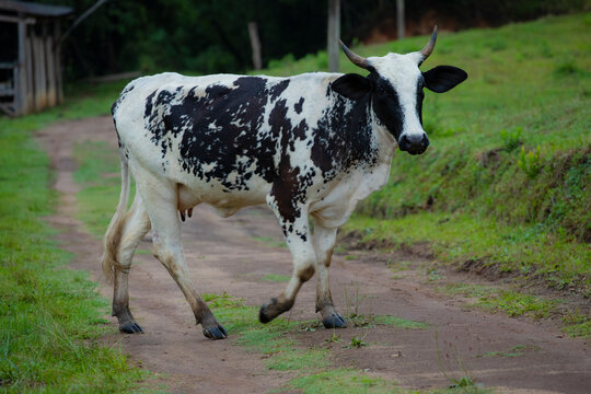 Fotografia de gado brasileiro no pasto, na fazenda, ao ar livre, na regi&atilde;o de Minas Gerais. Nelore, Girolando, Gir, Brahman, Angus. imagens de Agroneg&oacute;cio.