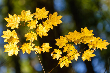 Fall Color in Oregon Forest