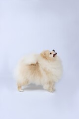 White pomeranian standing in studio 