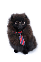 pomeranian spitz with glasses and tie on white background  