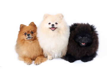 Obraz premium group of pomeranian spitz lying in white background