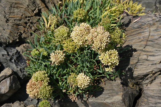 Arbusto di finocchio marino o Crithmum Maritimum o erba di San Pietro, cresciuto negli scogli di Manarola