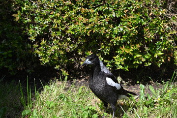 Female Australian magpie standing on a sunlit lawn, with a hedge in the background, its beak casting a shadow on its chest